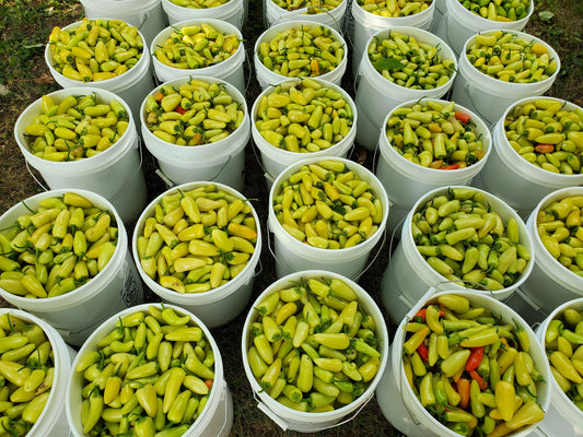 Pepper Harvest 2022