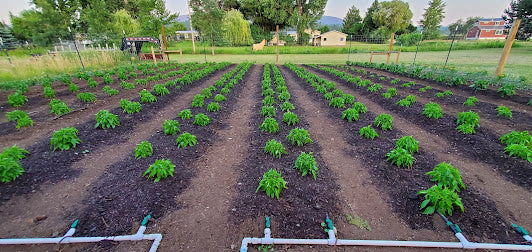 HAPPY PEPPER PLANTS