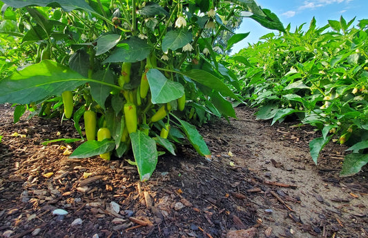Them peppers are a growin!!