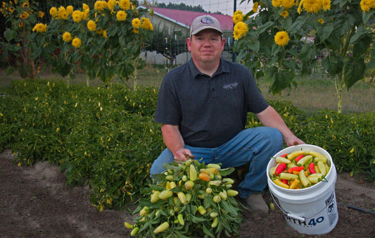 Pepper Harvest nears completion