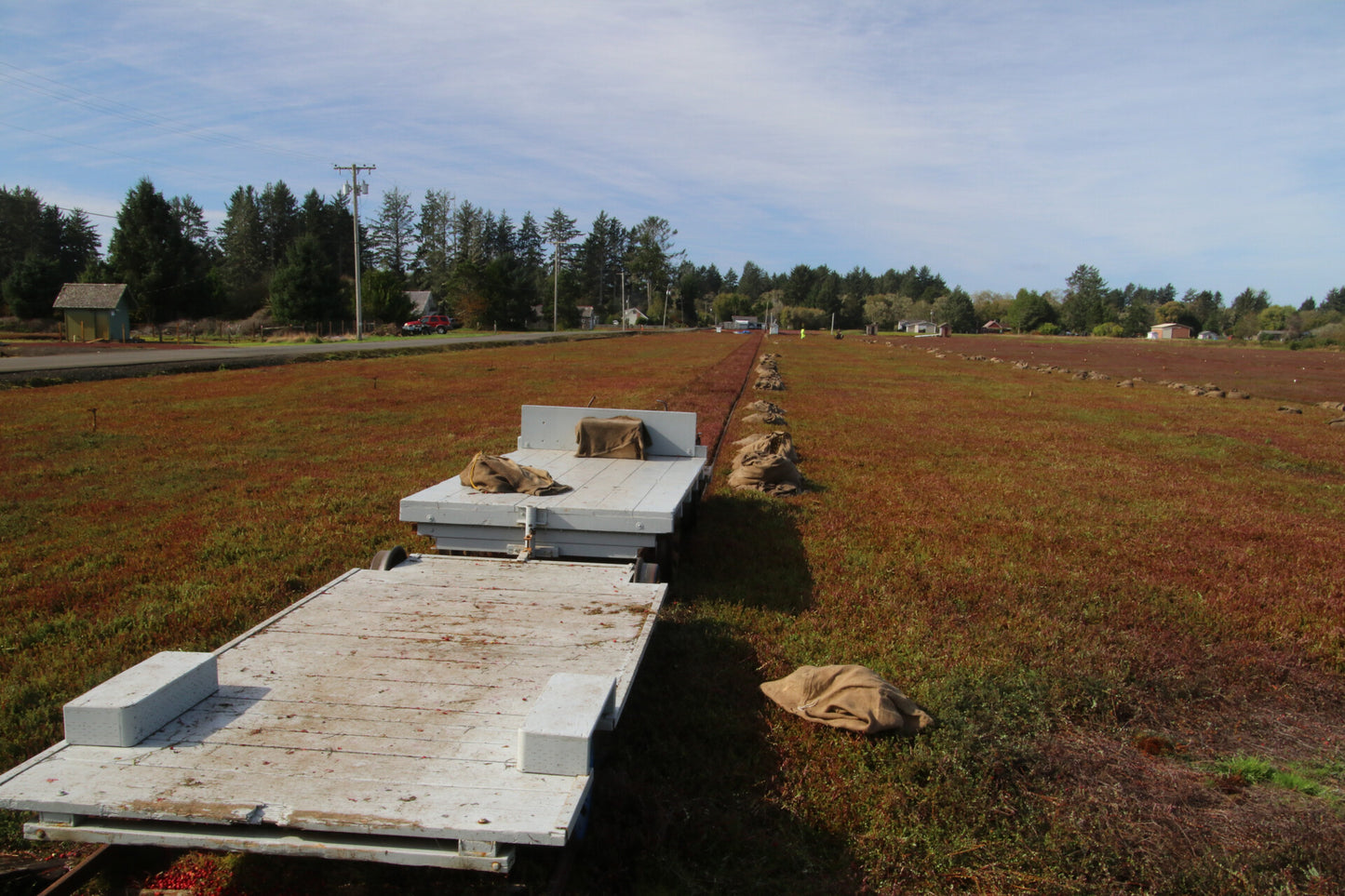 FRESH Washington Cranberries - 4lb Gallon Bag