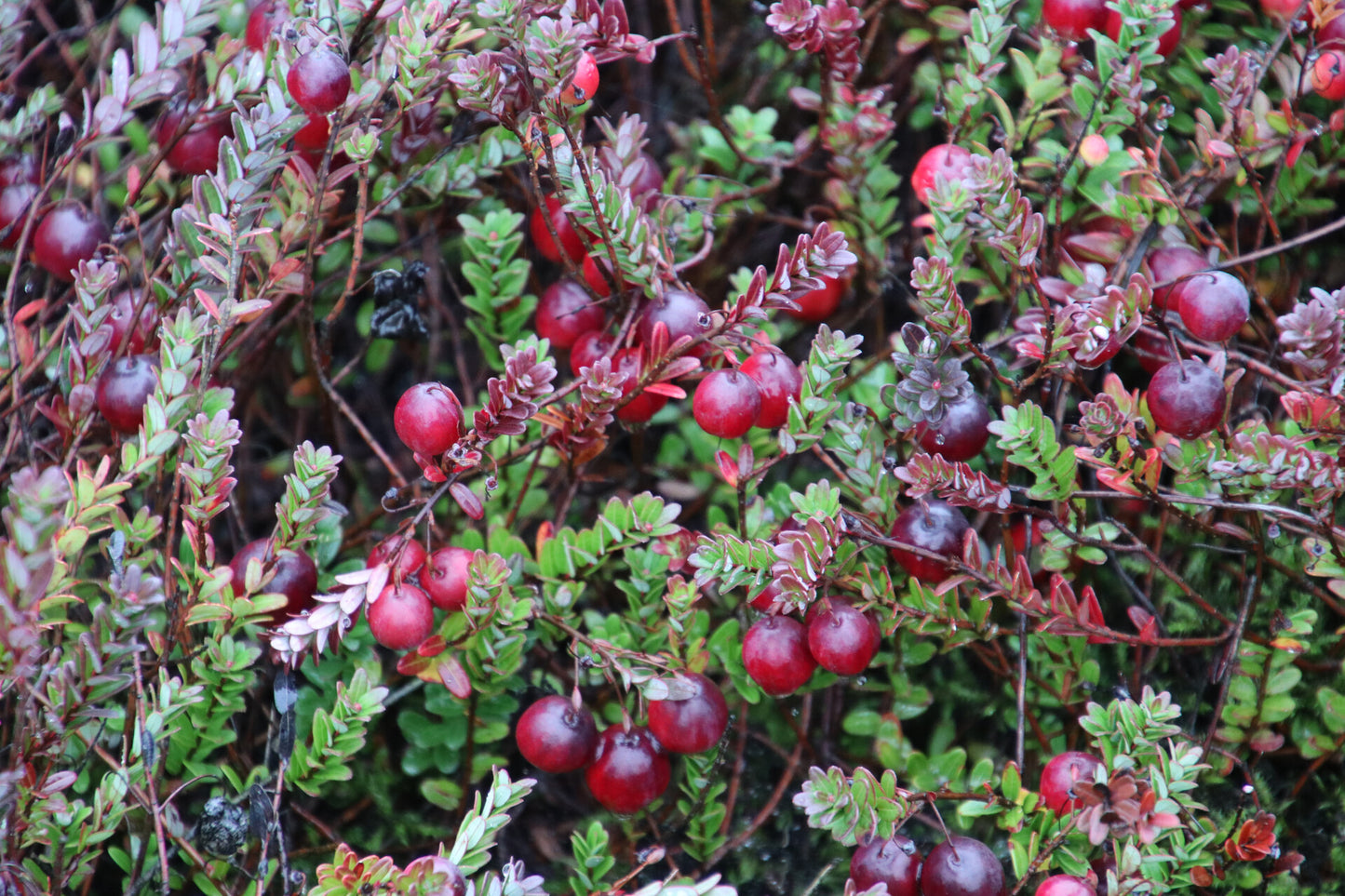 FRESH Washington Cranberries - 4lb Gallon Bag