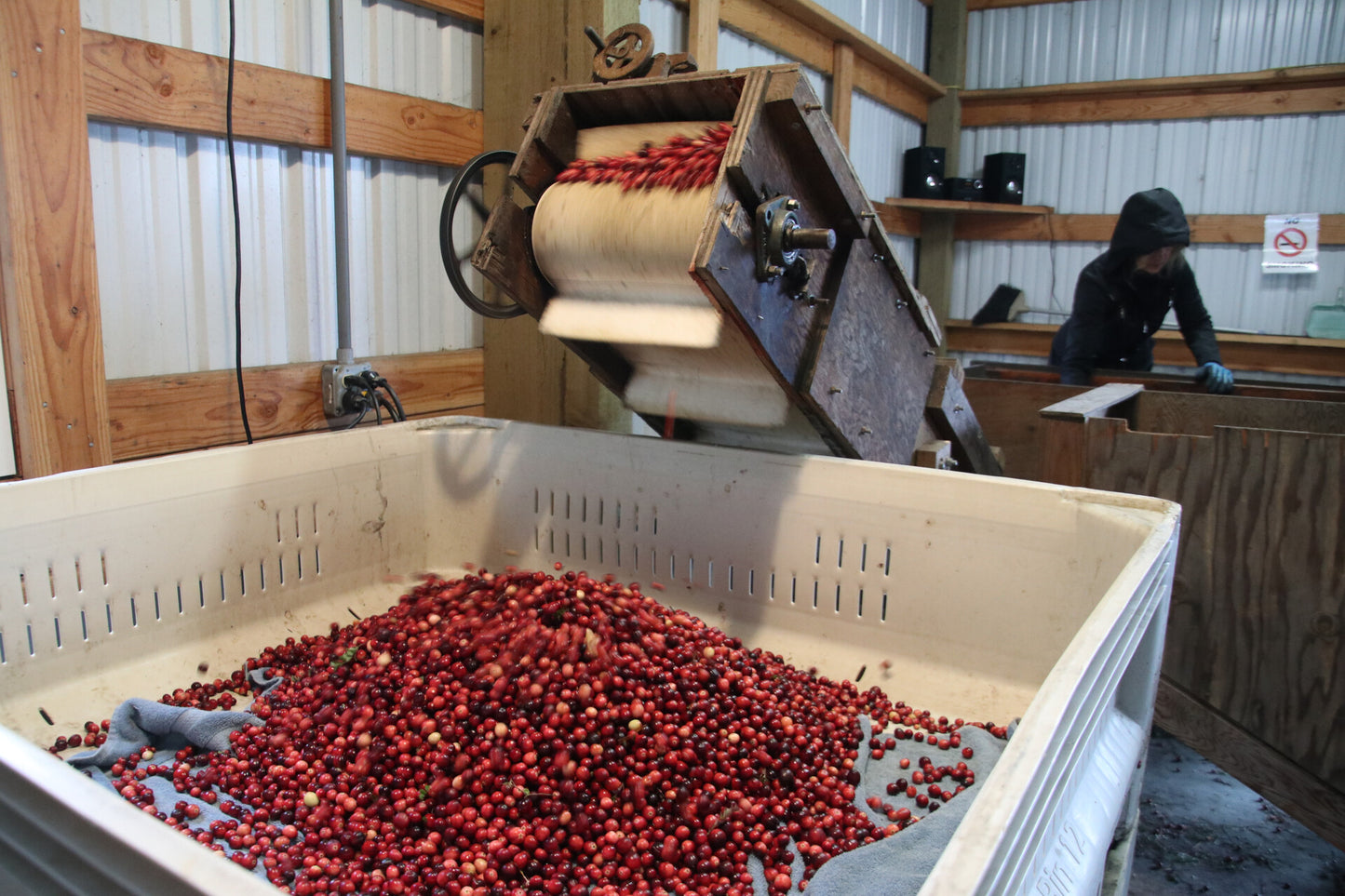 FRESH Washington Cranberries - 4lb Gallon Bag