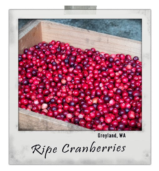 FRESH Washington Cranberries - 4lb Gallon Bag