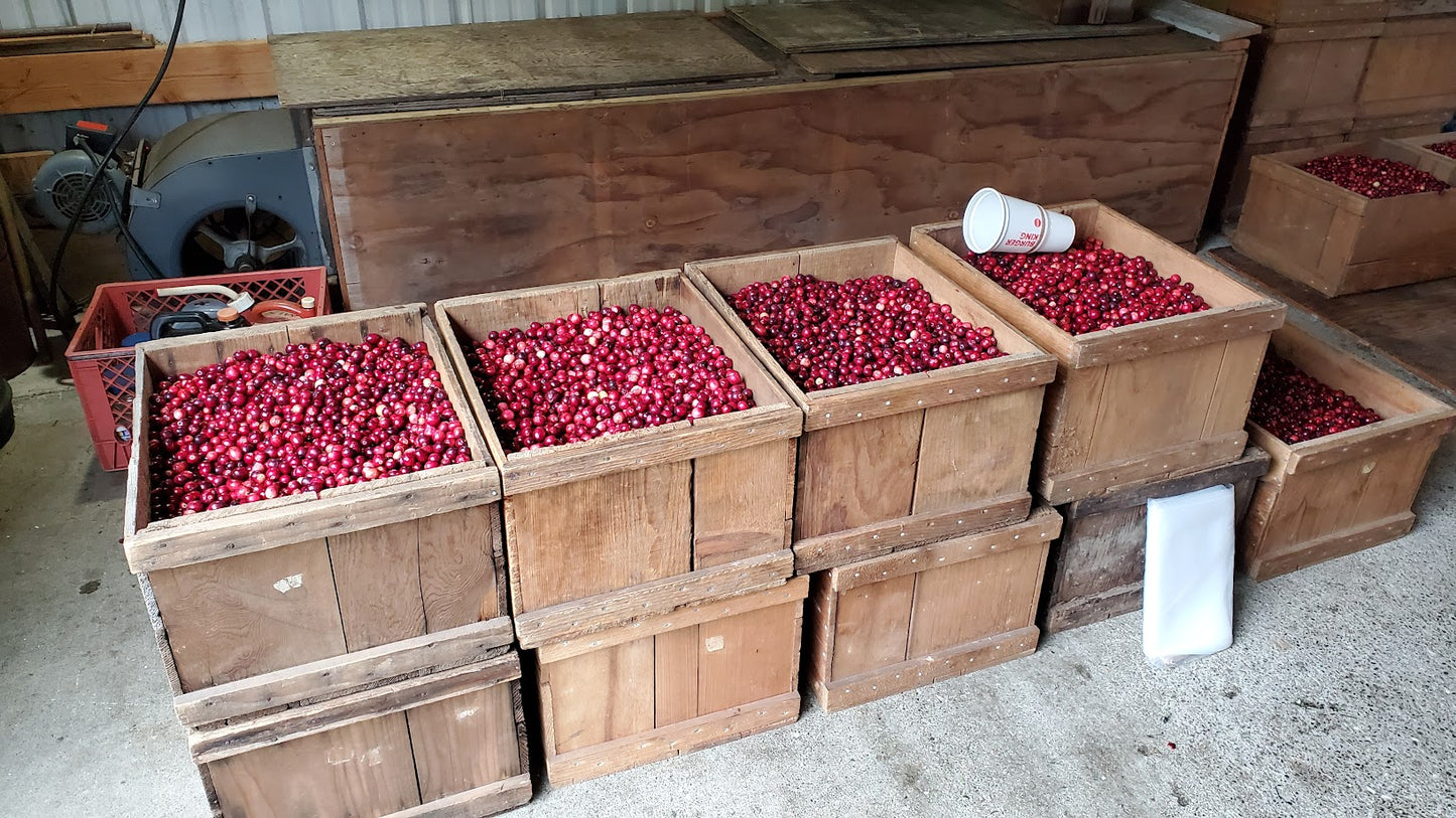 FRESH Washington Cranberries - 4lb Gallon Bag