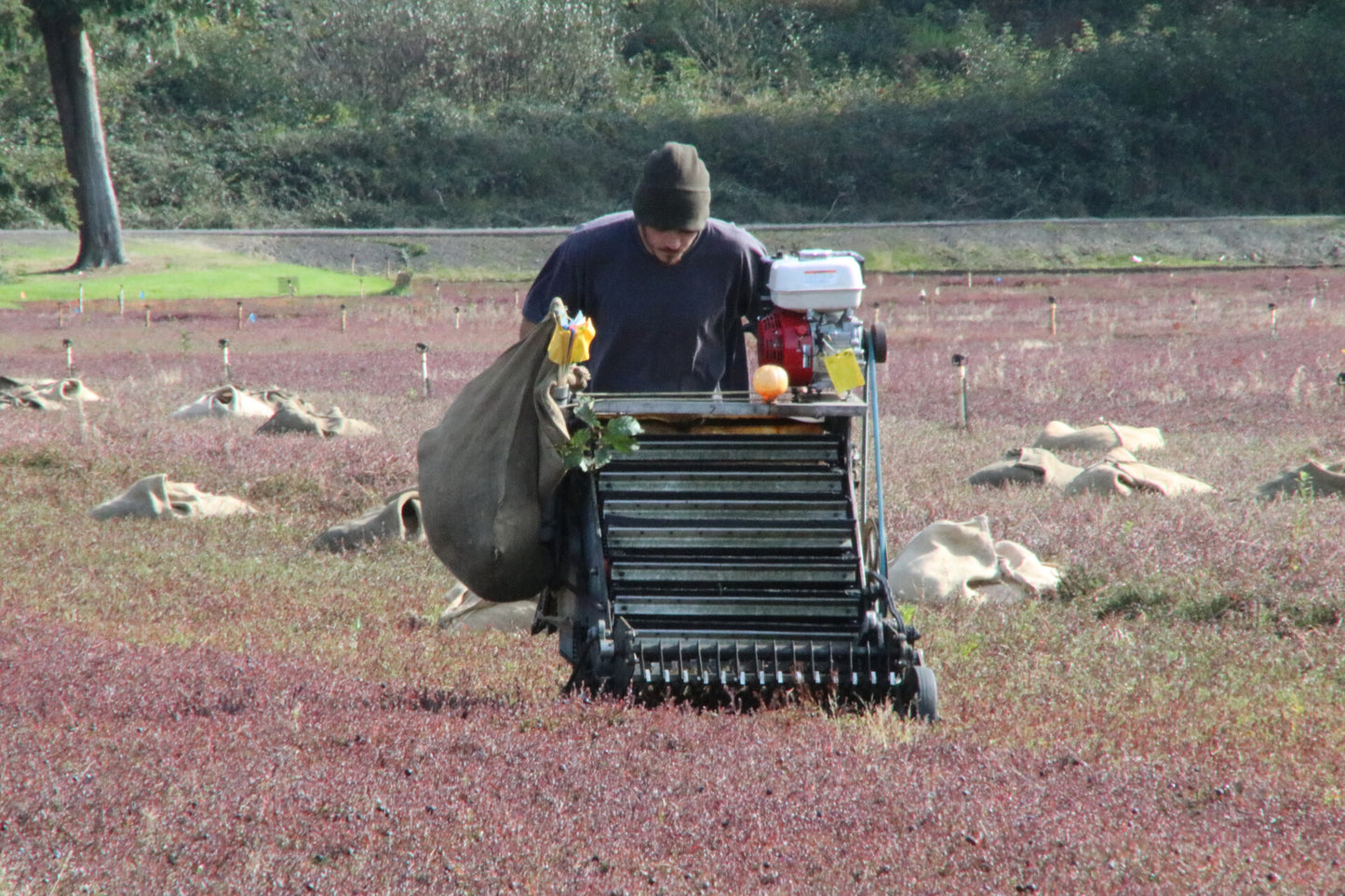 FRESH Washington Cranberries - 4lb Gallon Bag